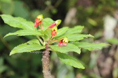 Impatiens parasitica